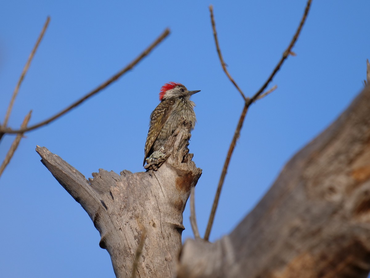 Cardinal Woodpecker - Frank Coman