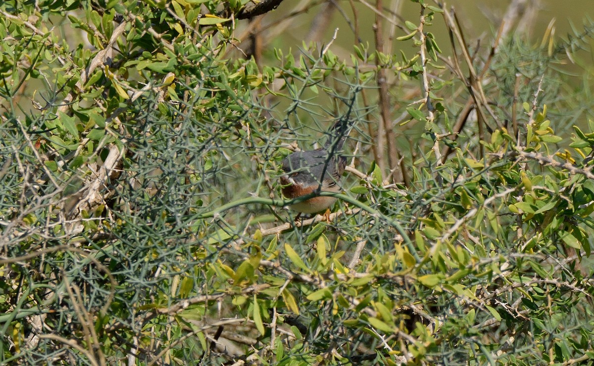 Eastern Subalpine Warbler - Ori Davidor