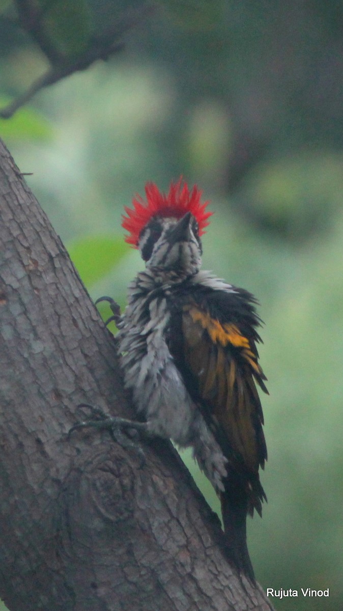 White-naped Woodpecker - Rujuta Vinod