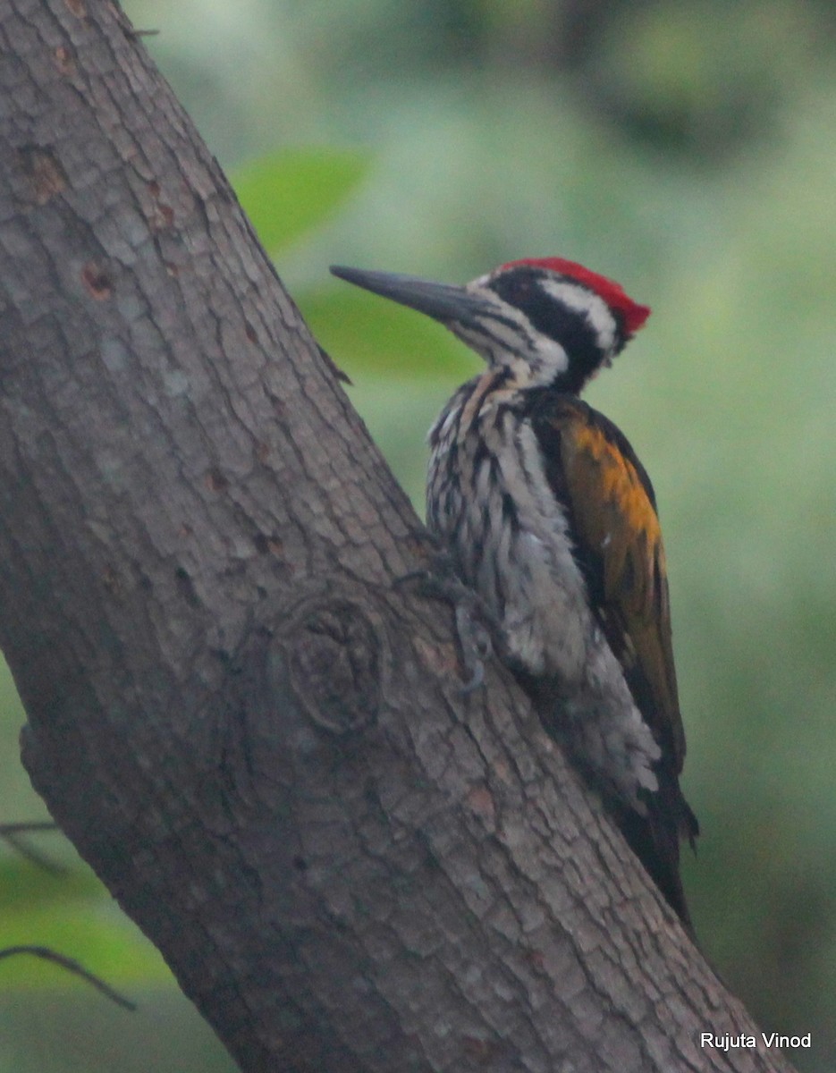White-naped Woodpecker - Rujuta Vinod