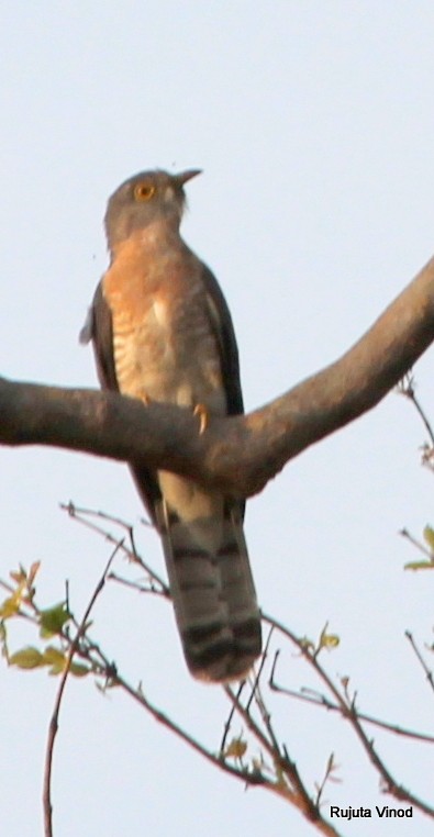 Common Hawk-Cuckoo - ML149134311