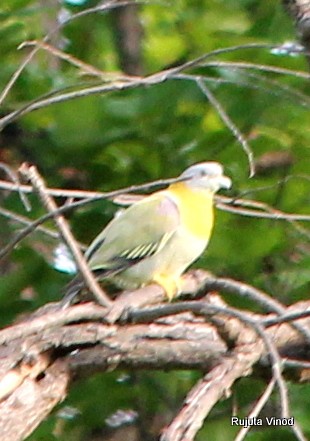 Yellow-footed Green-Pigeon - ML149134401