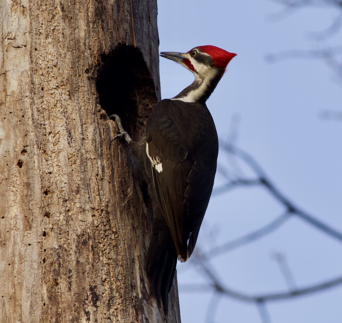 Pileated Woodpecker - Paul Clarke