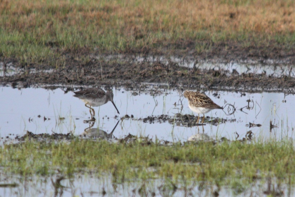 Long-billed Dowitcher - ML149138581
