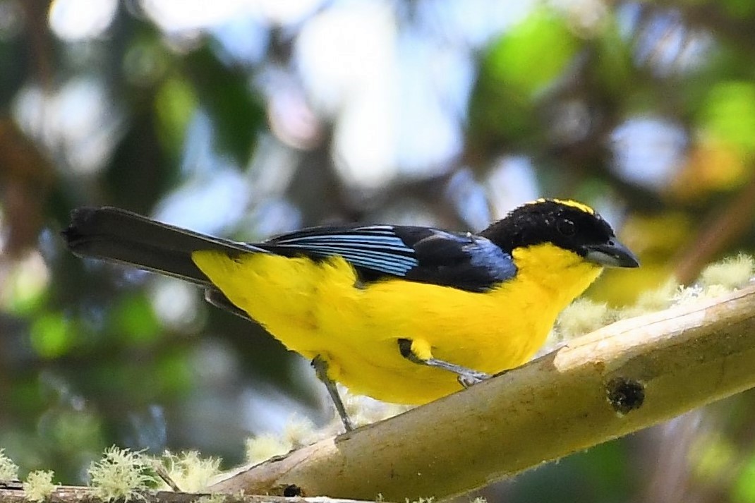 Blue-winged Mountain Tanager - ML149141081