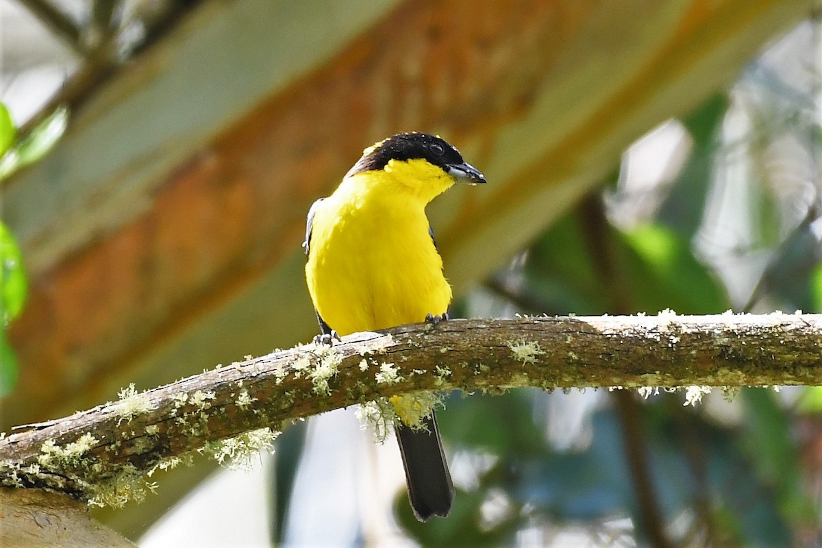 Blue-winged Mountain Tanager - ML149141091