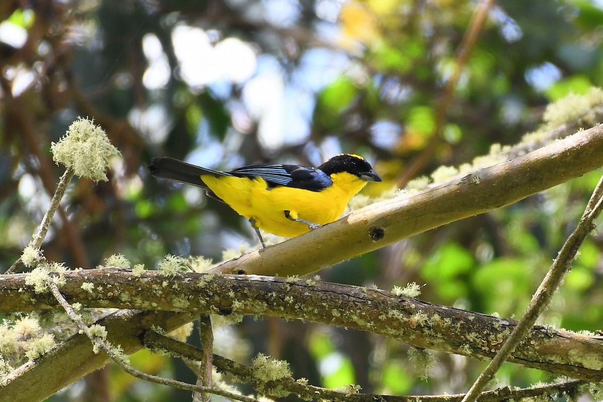 Blue-winged Mountain Tanager - ML149141101