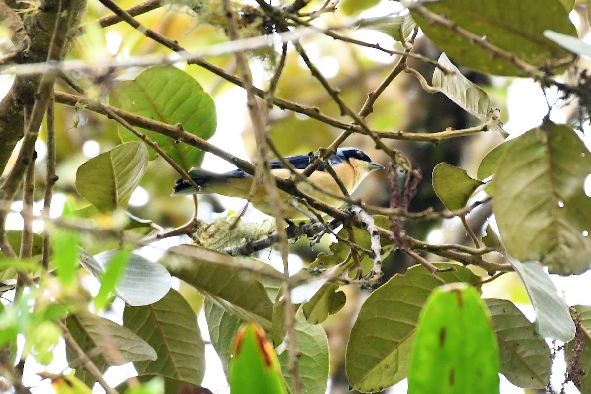 Fawn-breasted Tanager - ML149141161