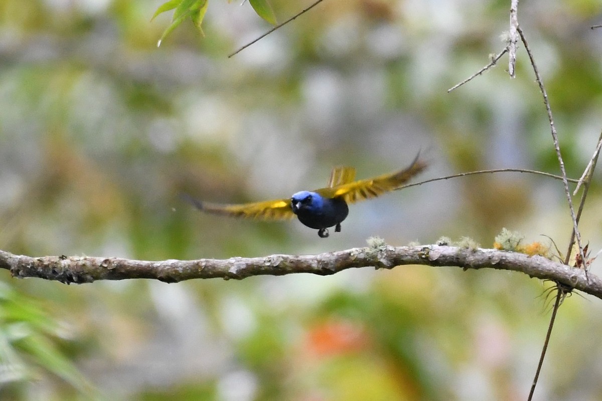 Blue-capped Tanager - ML149141221