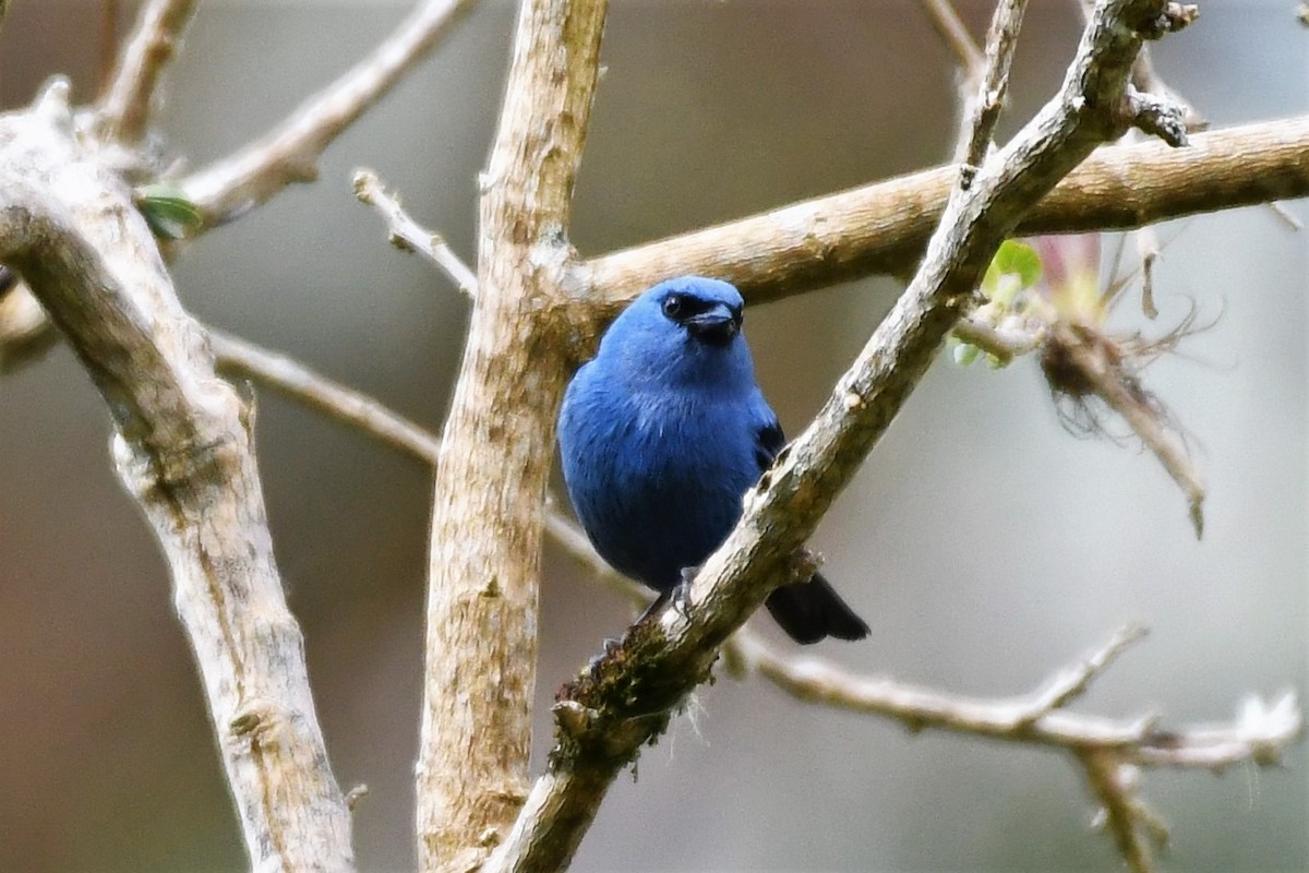 Blue-and-black Tanager - ML149141261