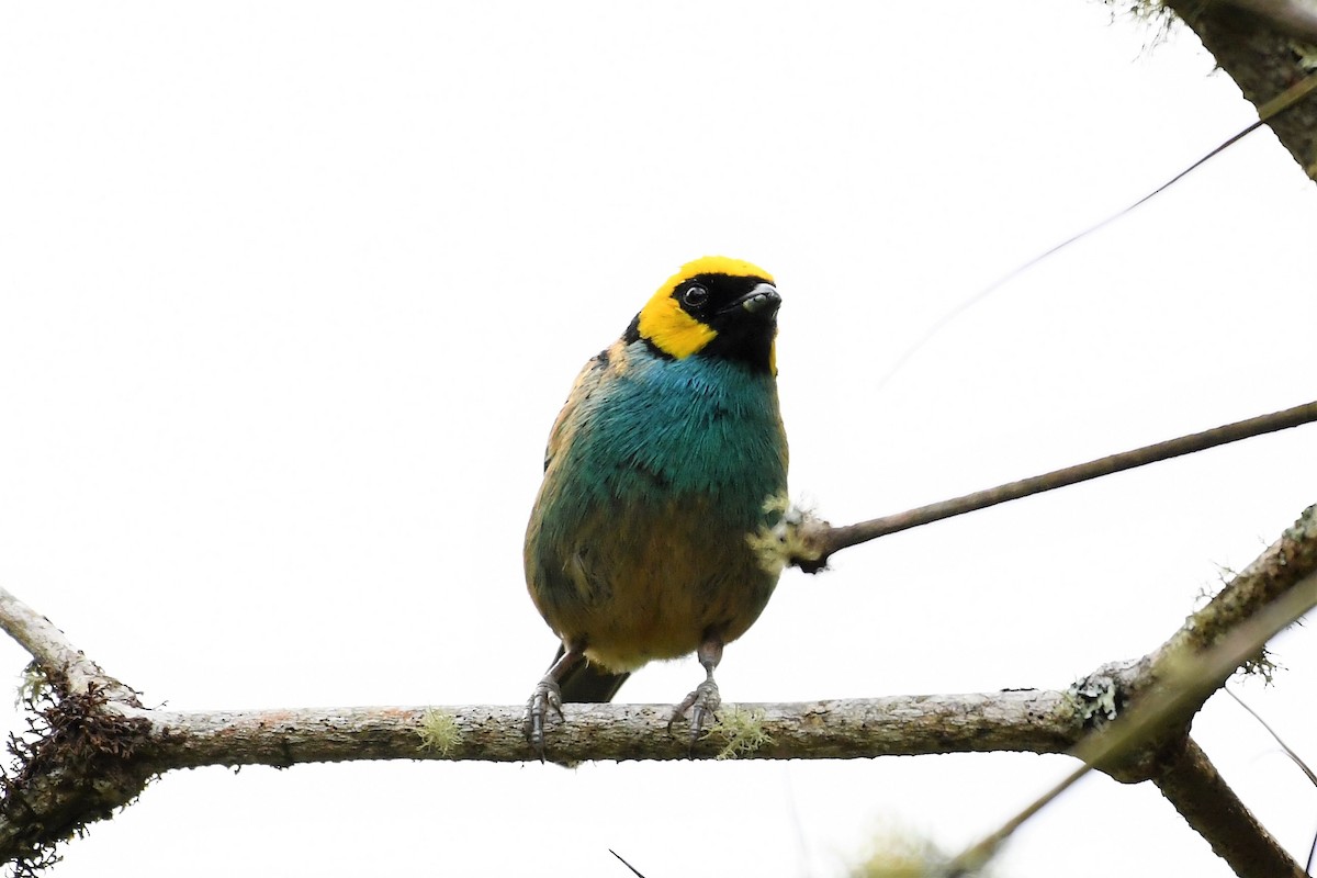 Saffron-crowned Tanager - ML149141441