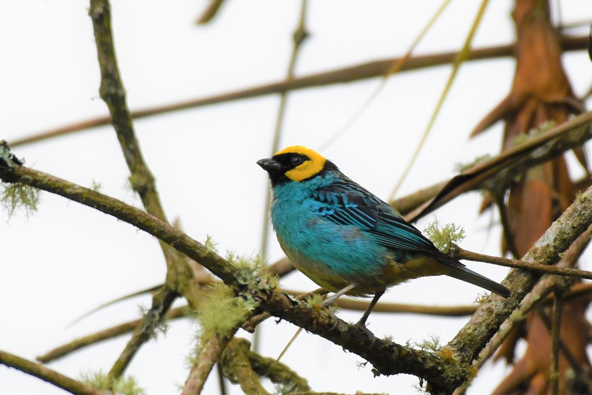 Saffron-crowned Tanager - ML149141451