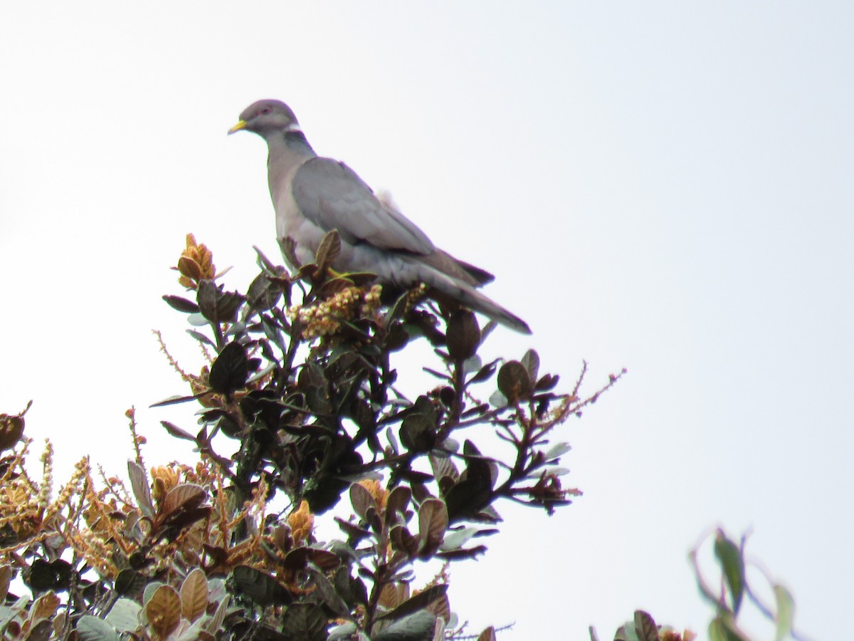 Band-tailed Pigeon - Manuel Roncal Inca Finch