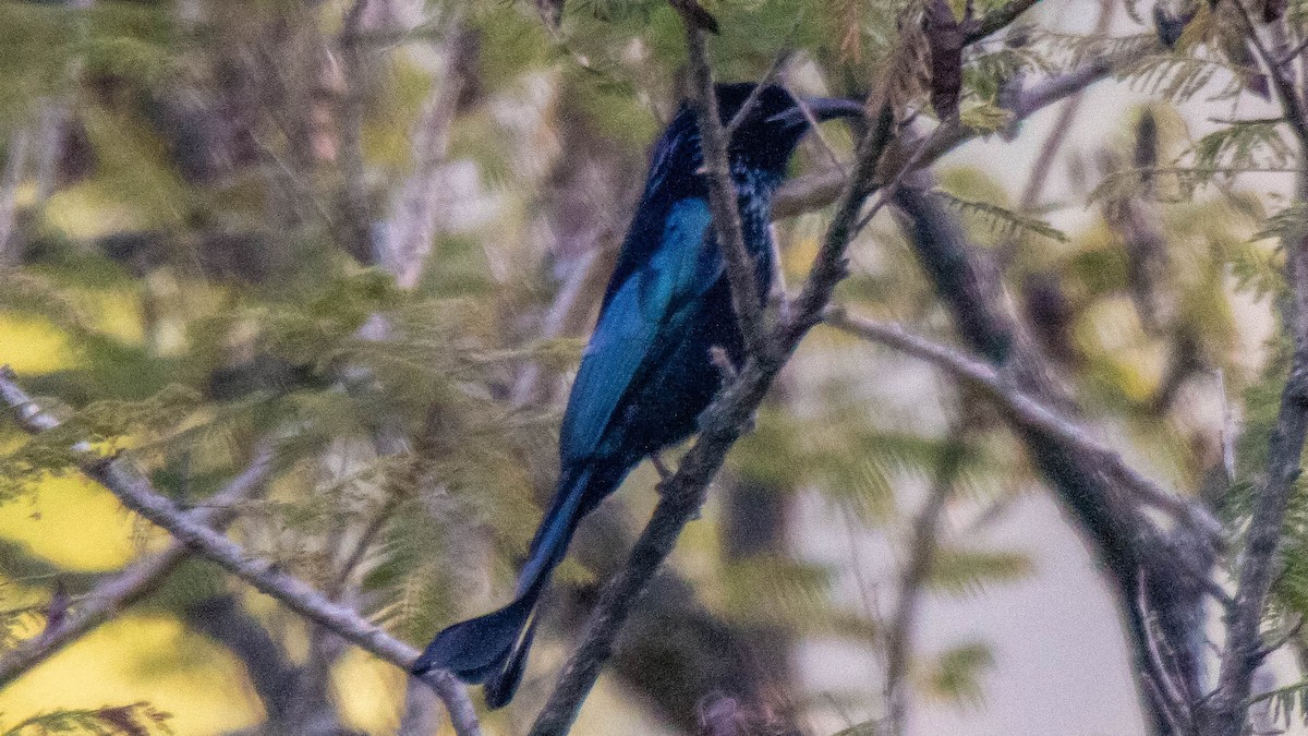 Hair-crested Drongo - ML149142331