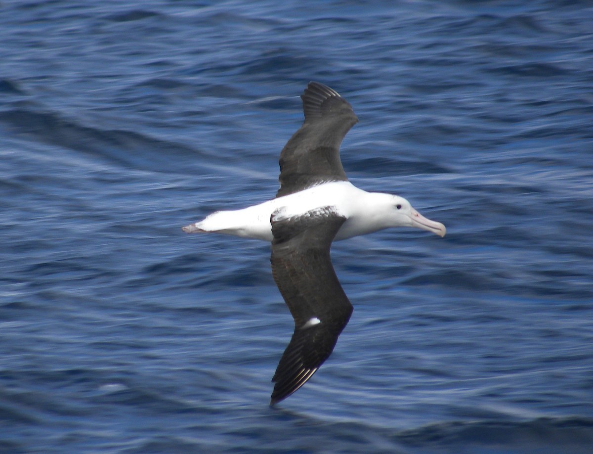 Northern Royal Albatross - Martin Abreu