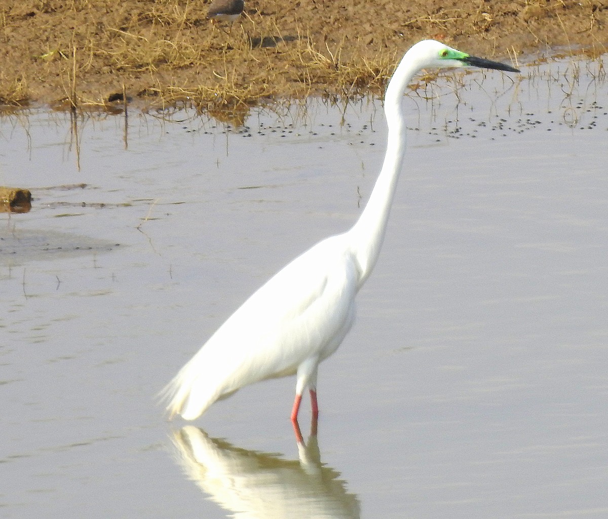 Great Egret - Shivaprakash Adavanne