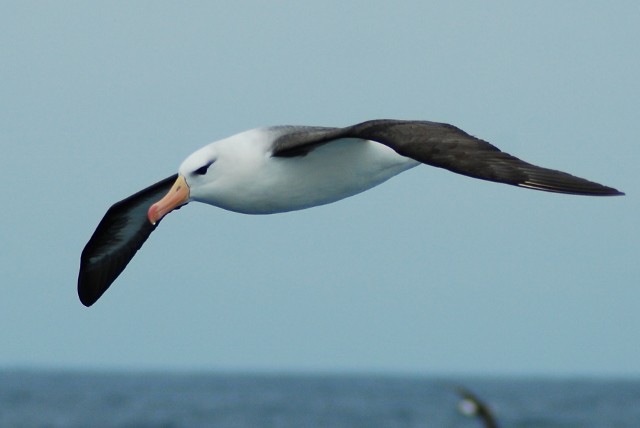 Black-browed Albatross - Martin Abreu