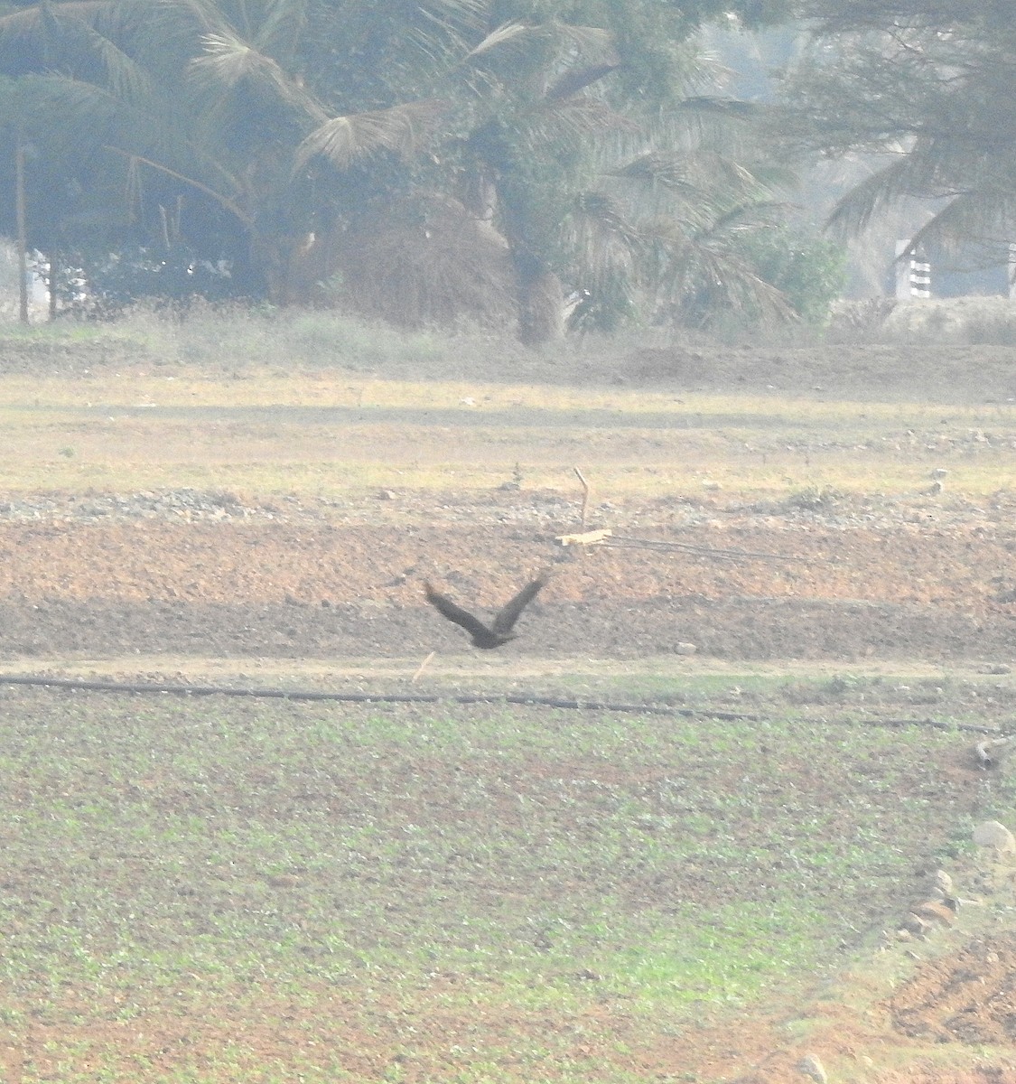 Western Marsh Harrier - Shivaprakash Adavanne