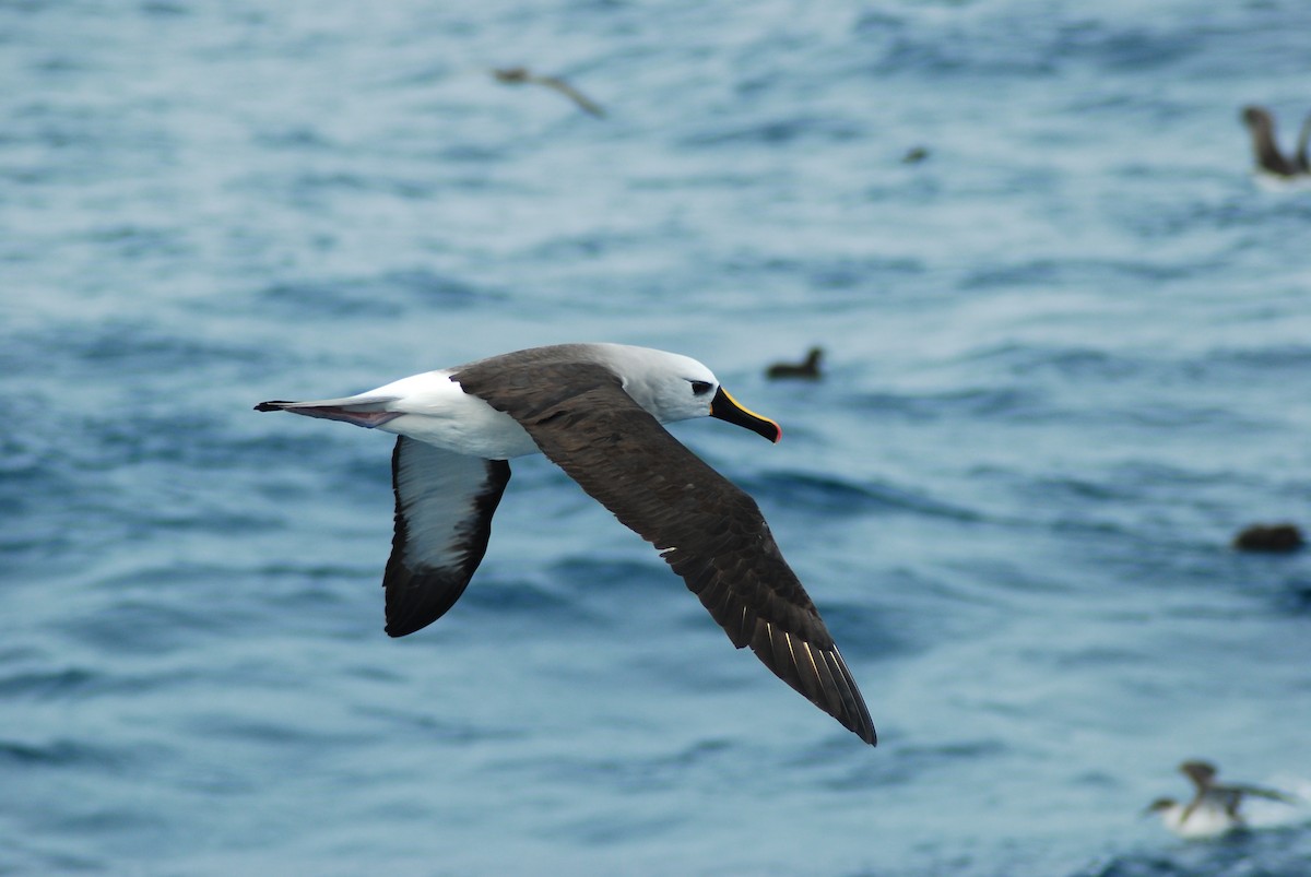 Atlantic Yellow-nosed Albatross - Martin Abreu