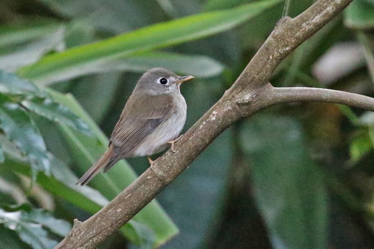 Brown-breasted Flycatcher - Charley Hesse TROPICAL BIRDING