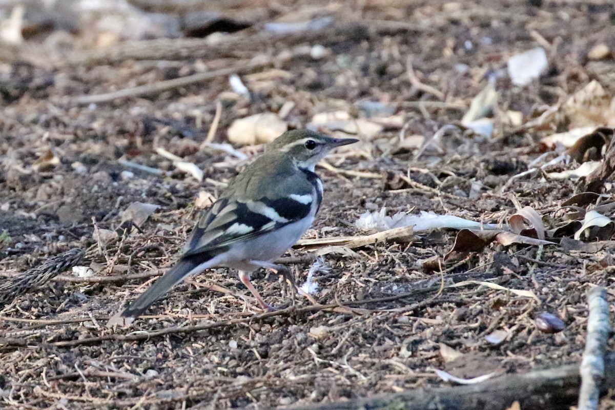 Forest Wagtail - Charley Hesse TROPICAL BIRDING