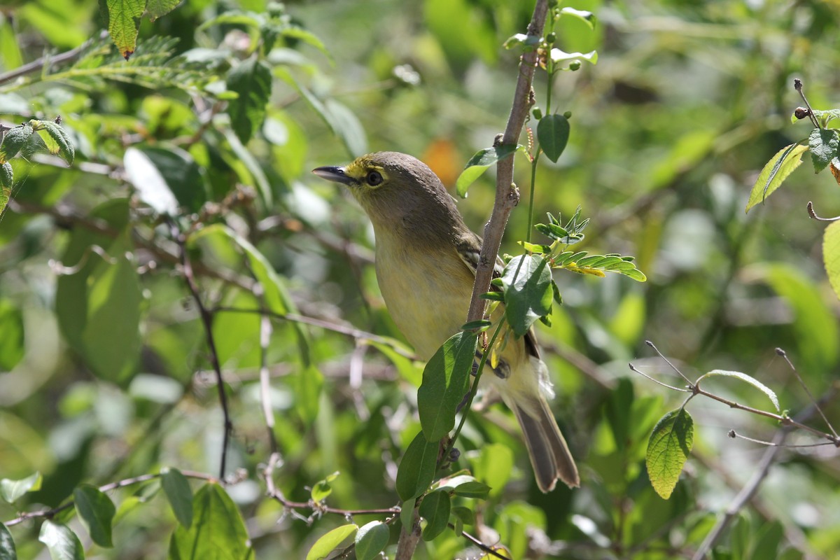 Thick-billed Vireo - ML149150591