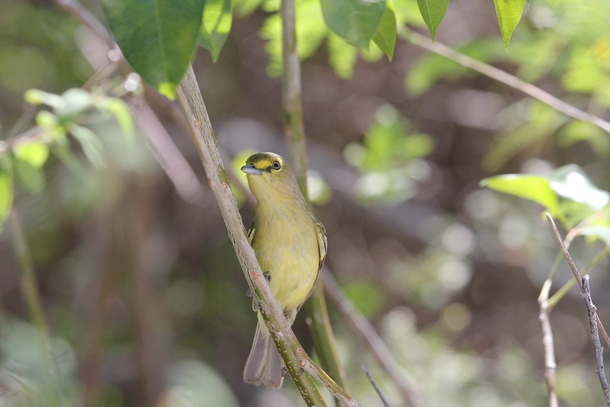 Thick-billed Vireo - ML149150601