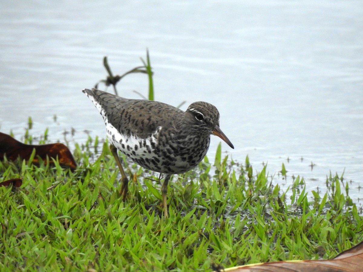Spotted Sandpiper - Amadeo Perdomo Rojas