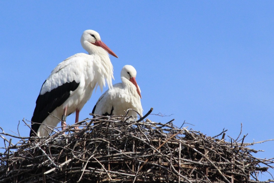 White Stork - JoAnn Dalley
