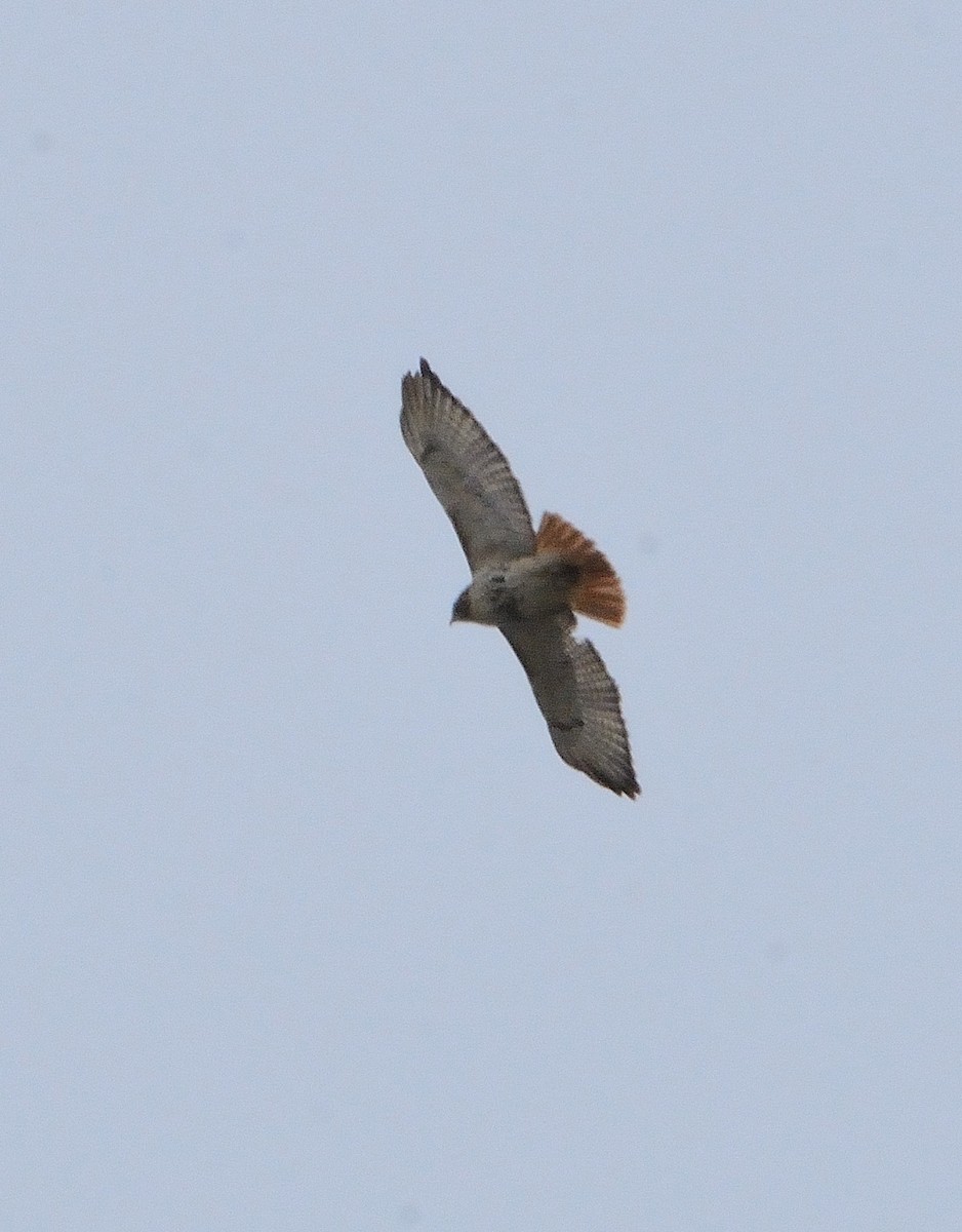 Red-tailed Hawk - ML149153281