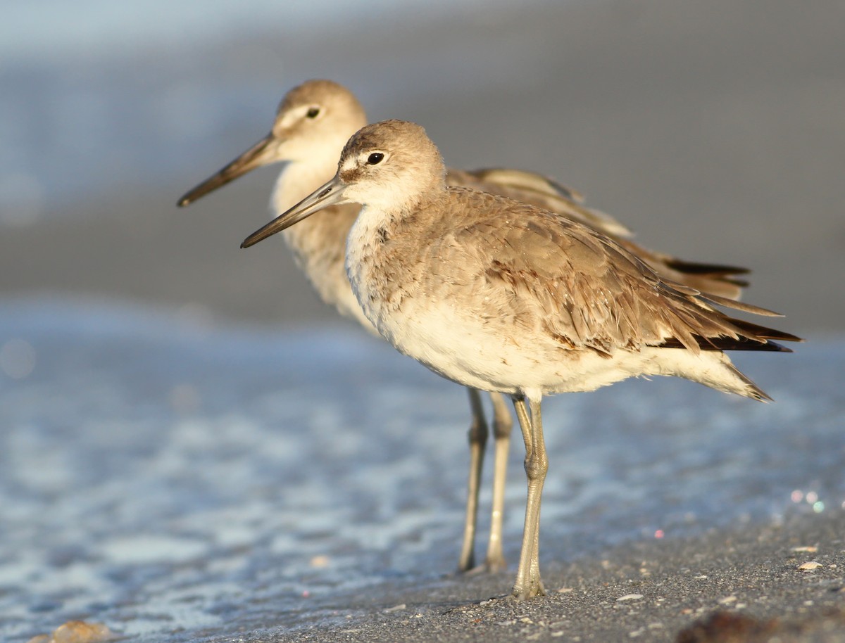 Willet - Andy Eckerson