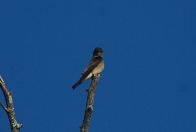 Southern Rough-winged Swallow - Martin Abreu