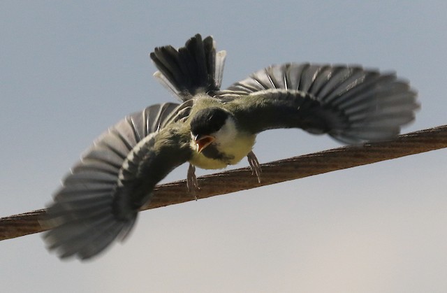 Formative Great Tit (subspecies <em class="SciName notranslate">terraesanctae</em>). - Great Tit (Great) - 