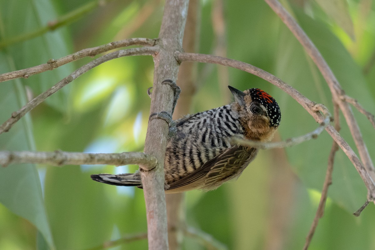 Ochre-collared Piculet - ML149155041