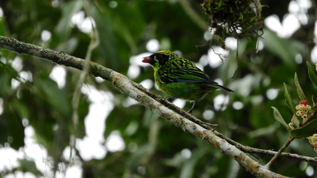 Green-and-gold Tanager - ML149159421