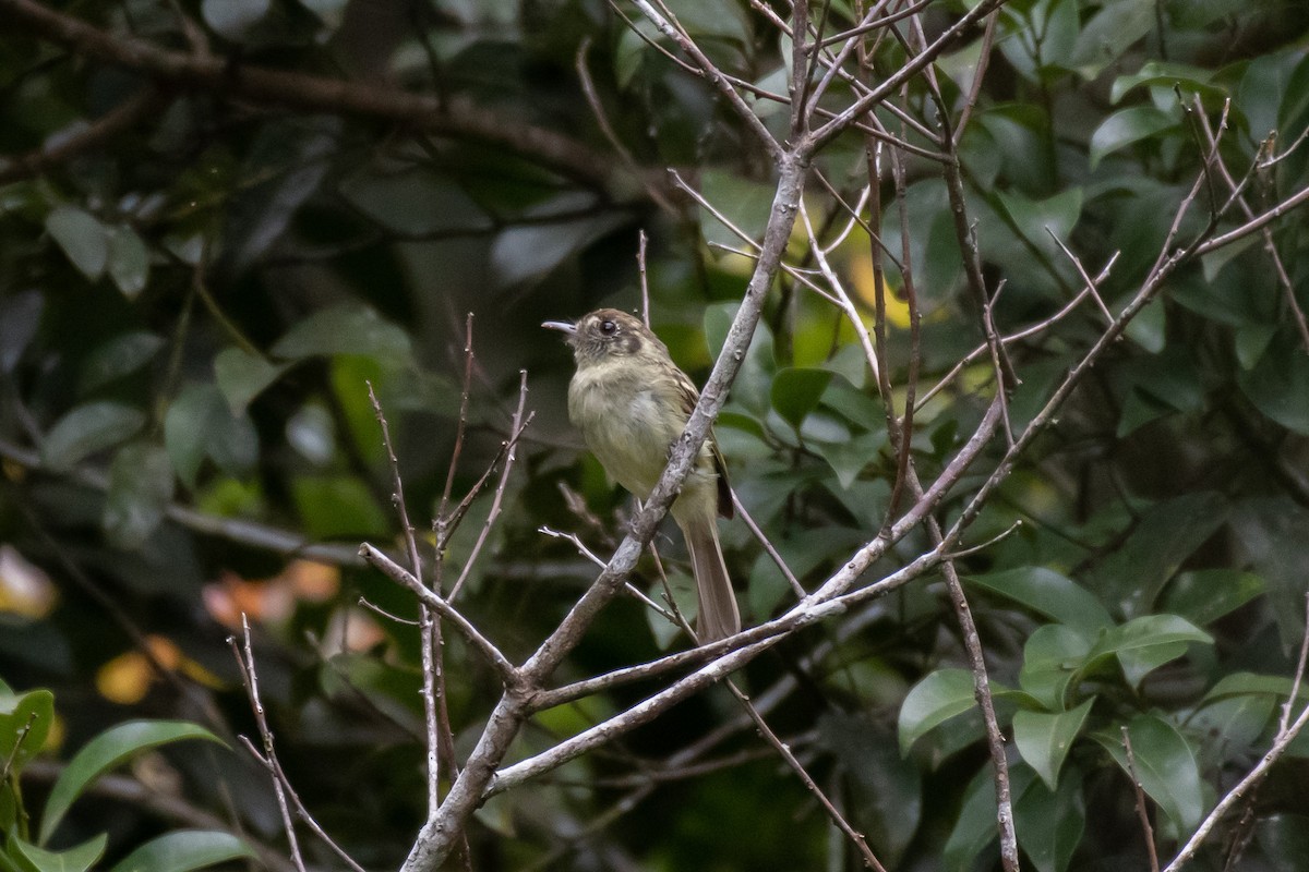 Sepia-capped Flycatcher - ML149160301