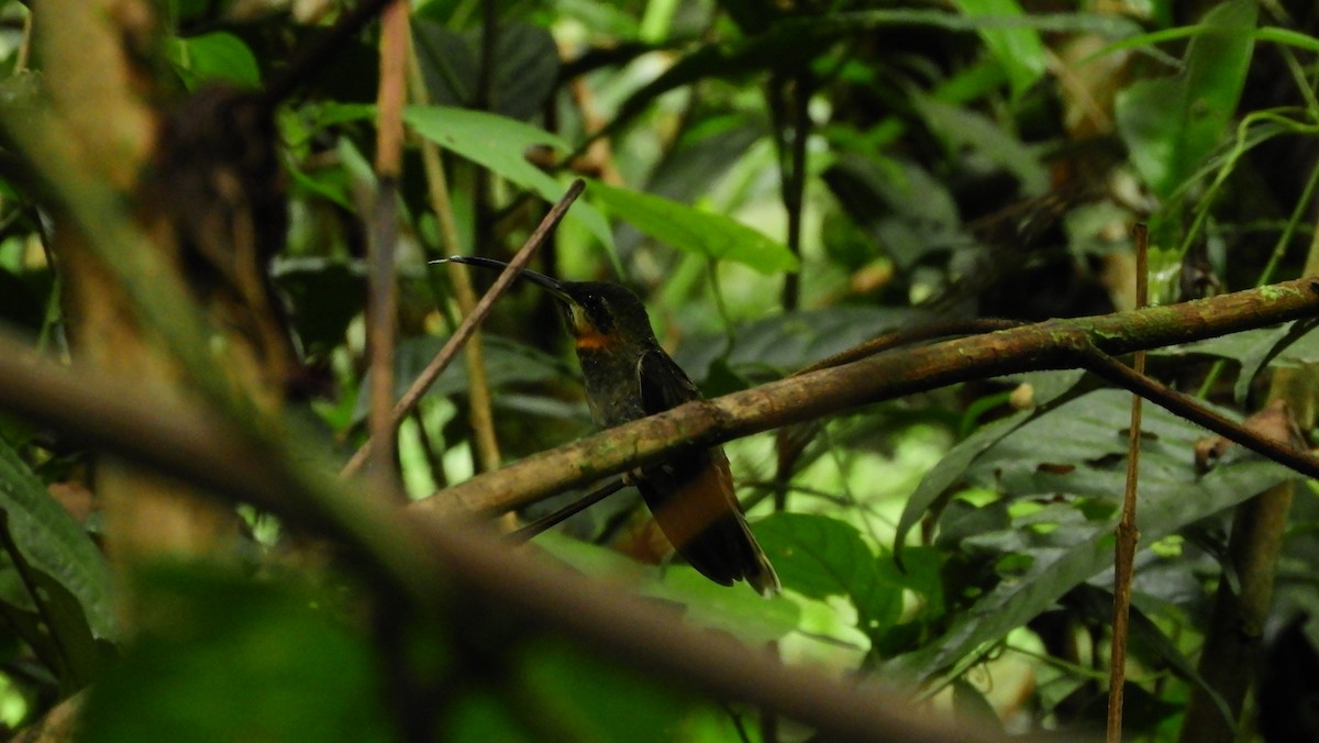 Pale-tailed Barbthroat - ML149162151