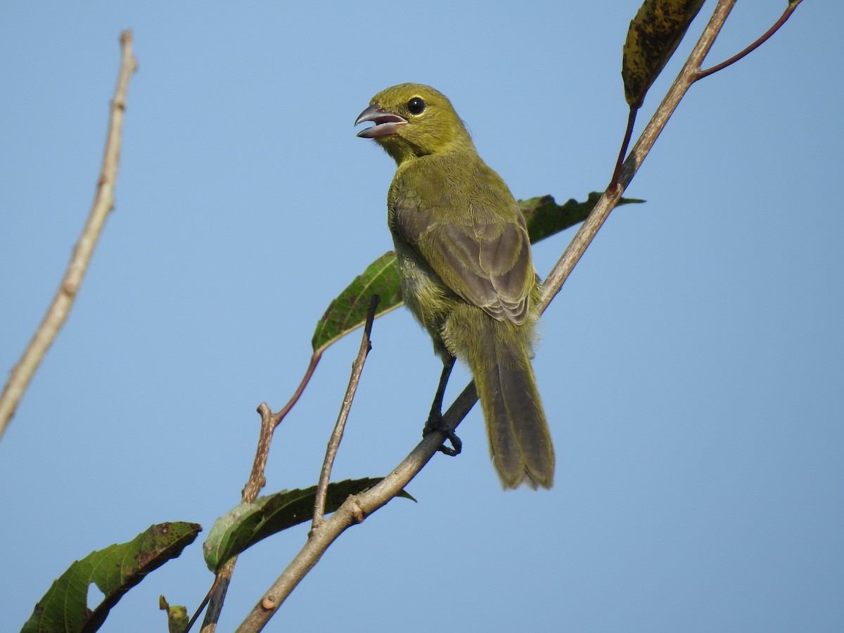 Black-faced Tanager - ML149162781