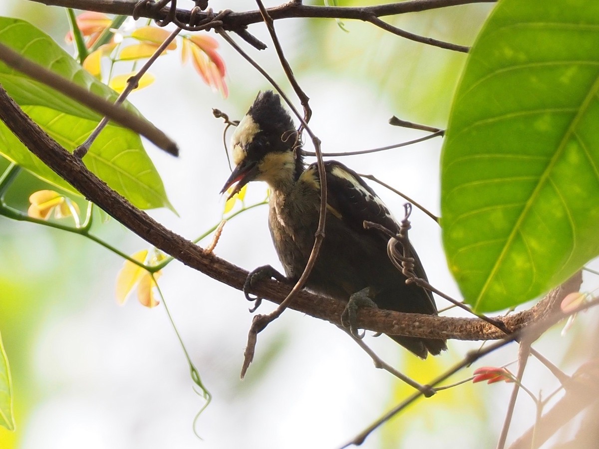 Heart-spotted Woodpecker - Marc Choisy