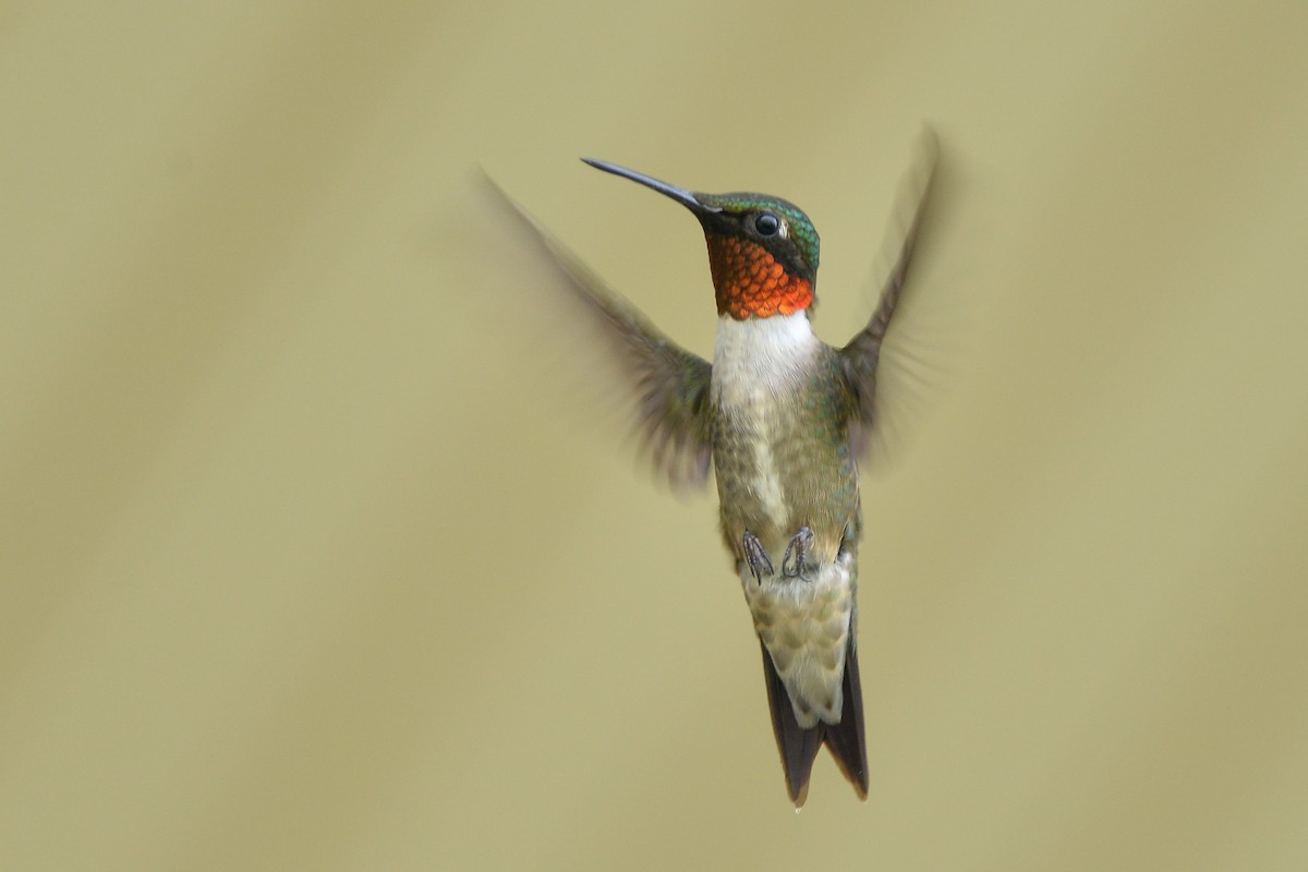 Ruby-throated Hummingbird - ML149163391