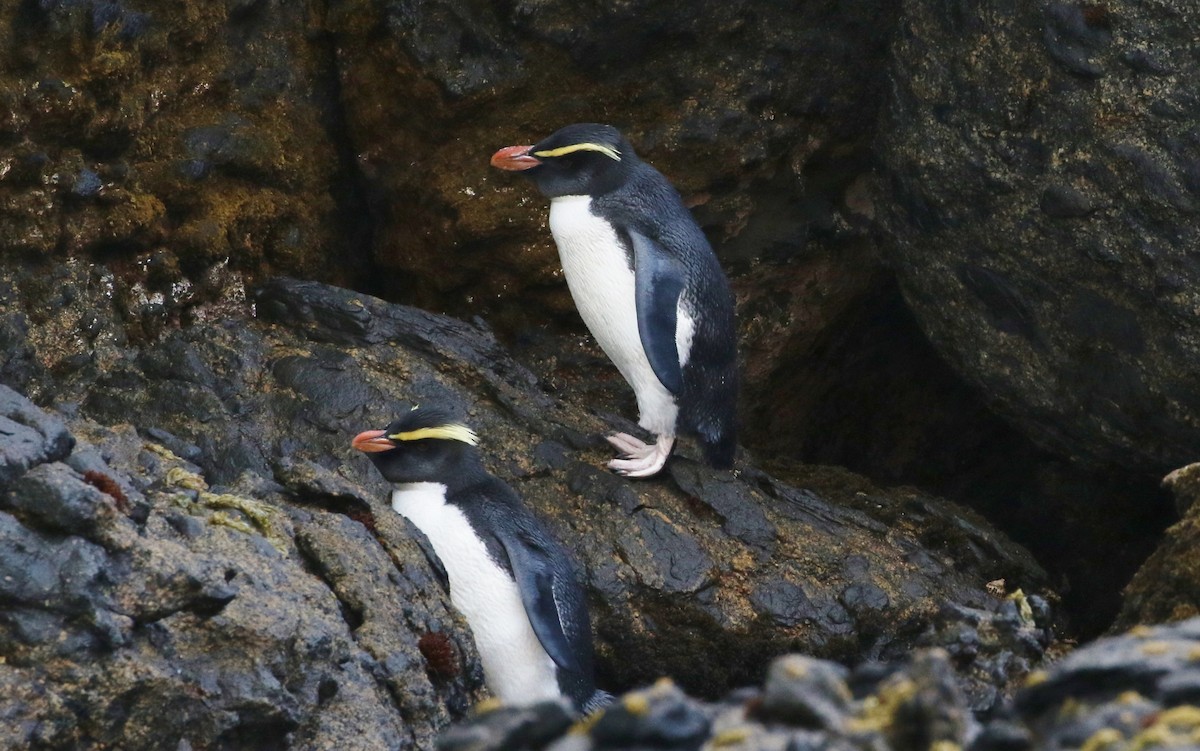 Fiordland Penguin - James Bailey 🐦
