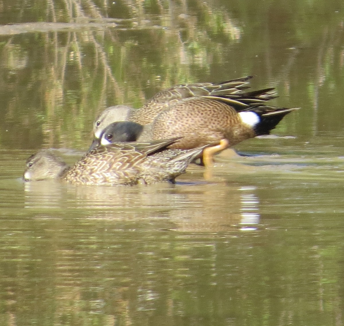Blue-winged Teal - ML149164631