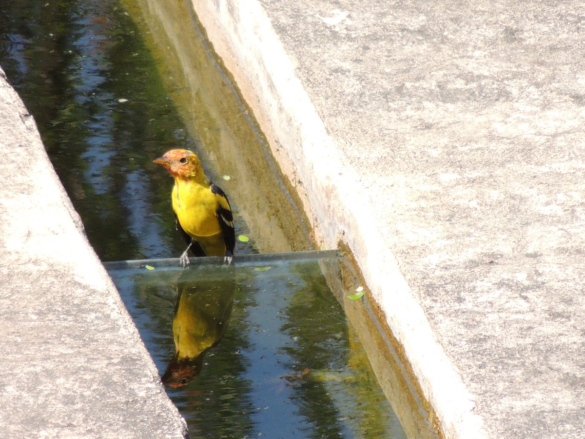 Western Tanager - ML149168741