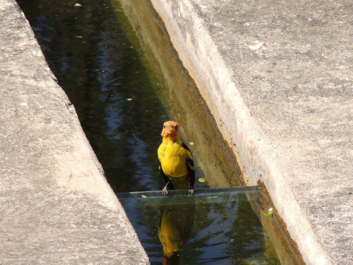 Western Tanager - ML149168961
