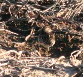 Sharp-tailed Sandpiper - Vern Bothwell