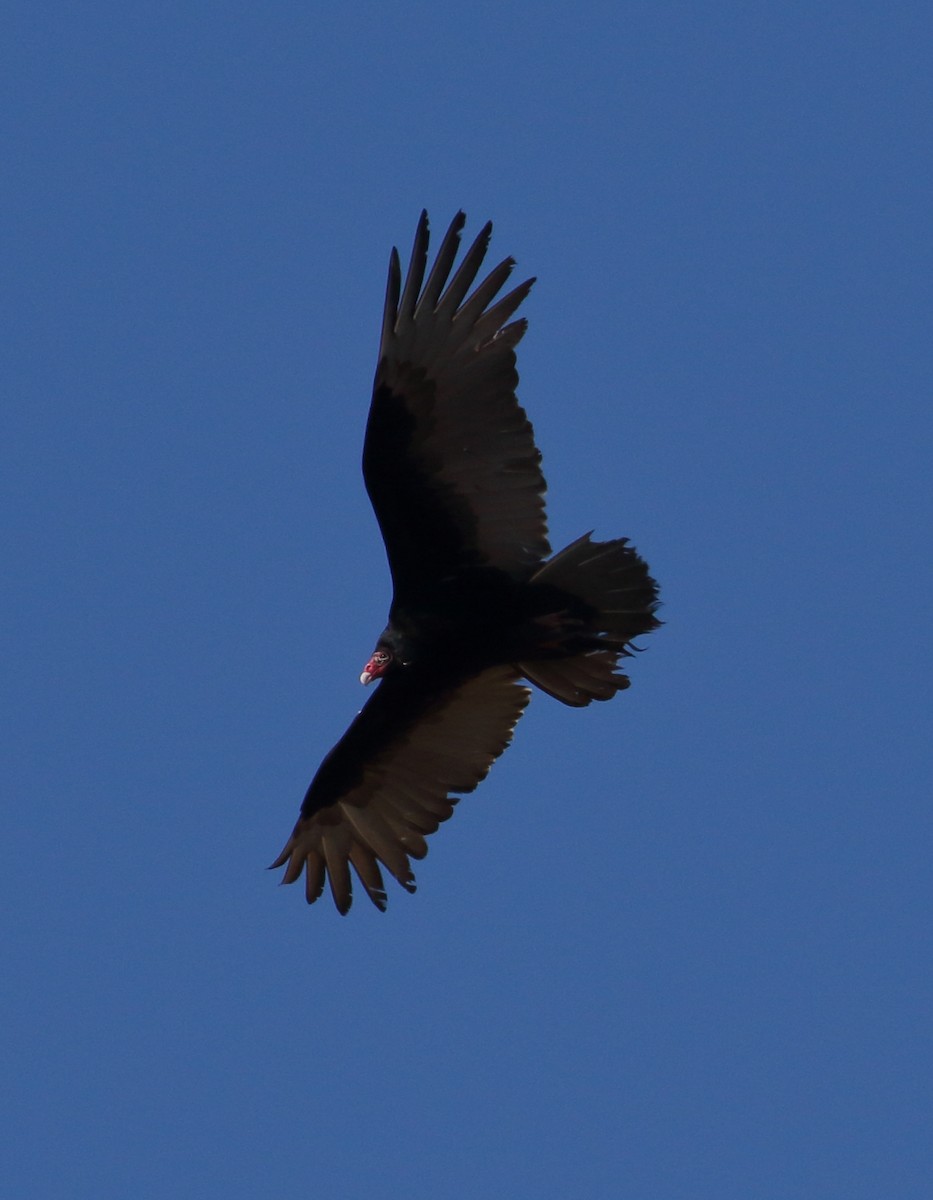 Turkey Vulture - Mike  Jones