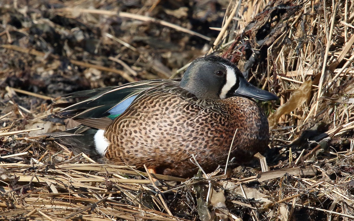 Blue-winged Teal - ML149172151