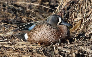Blue-winged Teal, ML149172151