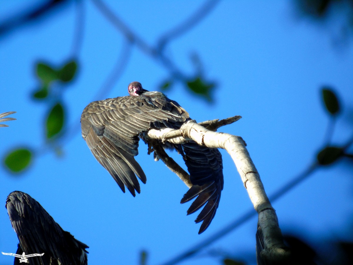 Turkey Vulture - Eduardo Acevedo