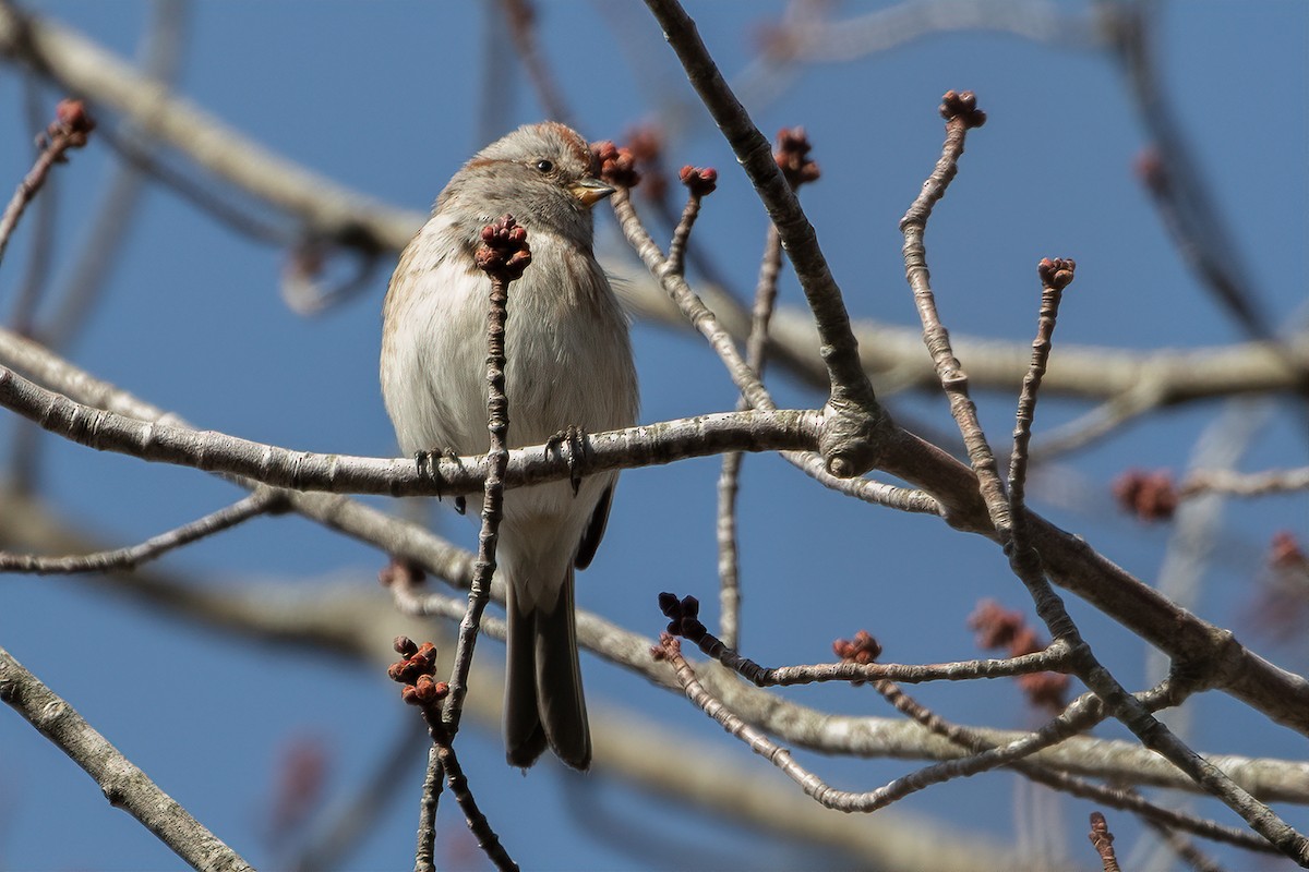 American Tree Sparrow - ML149178031